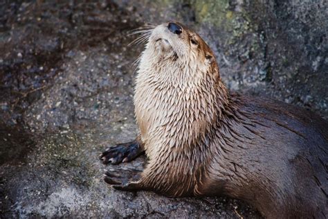 What do otters eat? Here's what's on the menu for river vs sea otters.
