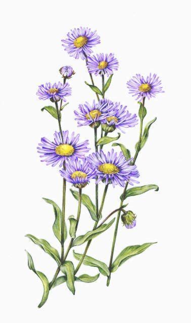 I Love Asters Botanical Illustration Botanical Illustration July