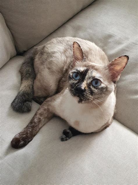 Meet Mal Our Mostly Thai Cat Rsiamesecats