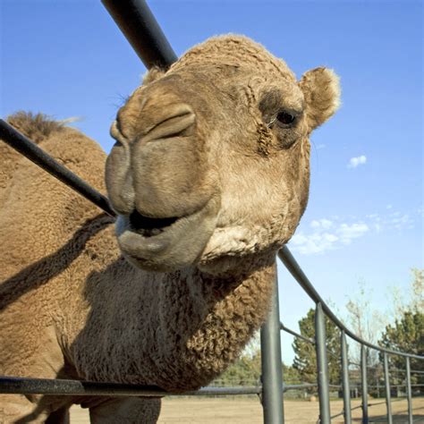 Rollinghillszoo On Twitter Carlos Our 17yo Dromedary Camel Aka