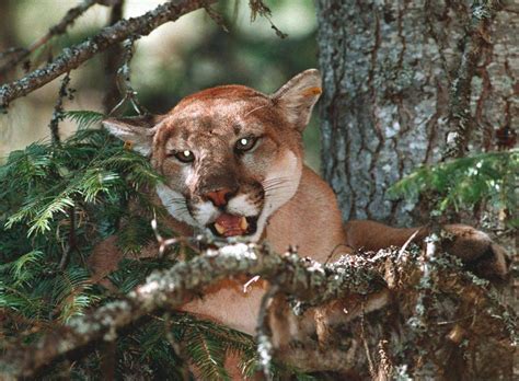 Paula Wild And Cougars Examining Nature’s ‘killing Machine’ The Globe And Mail