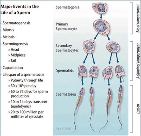 3 Spermatogenesis Major Events In The Life Of A Sperm Involving