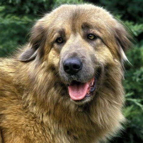 Estrela Mountain Dog Breed Information Purina