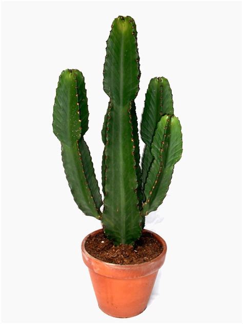 Peruvianus), bridgesii, and scopulicola here! Cactus Euphorbia Candelabro 5 Semillas Cactus Gigante ...