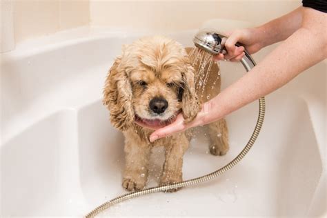 Premium Photo A Dog Taking A Shower