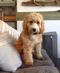 It is in this light that we care for our puppies as our family members. Cockapoo for sale,Puppy,Minneapolis, Minnesota,Iowa ...