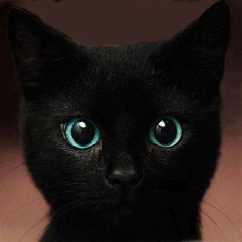 Black Cat With Beautiful Blue Eyes Art Adhered To Wood Or Etsy