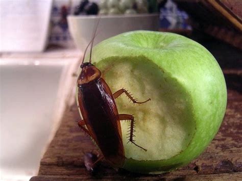 What Do Roaches Eat In The Wild Food List A Z