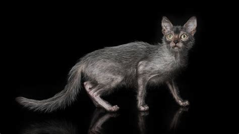 Werewolf Cats Existand You Can Own One Abc News