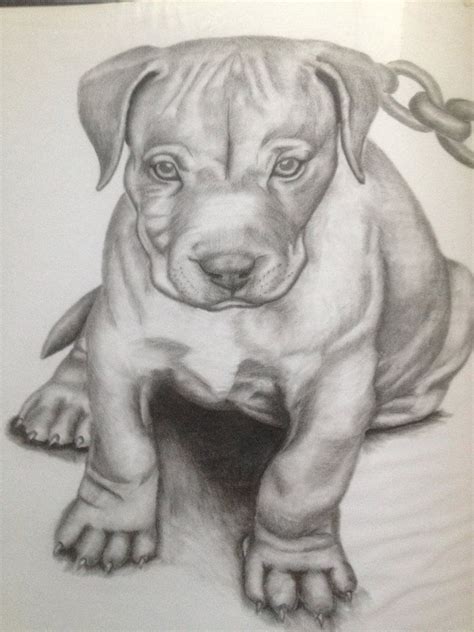 Pitbull Pictures Drawings Image Gallery Pitbull Puppy Dec 12 2012