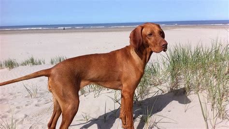 Jul 11, 2021 · vizsla pronunciation with meanings, synonyms, antonyms, translations, sentences and more what is the correct pronunciation of the name cristiano ronaldo? Vizsla korthaar | Karakter | Verzorging | Hondenrassen ...