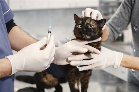 Is Amoxicillin For Cats Without Vet Prescription Safe Pets For All