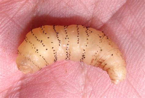 Human Botfly Nuche Mature Larva Of Dermatobia Hominis Flickr