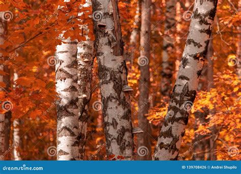 Red Leaves On Birch Trees In Autumn Stock Photo Image Of Texture