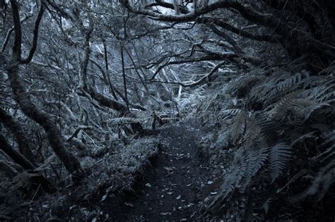 Dark Foggy Forest And Path Through It Stock Photo Image Of Blue