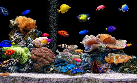Moving Fish Tank Desktop Backgrounds Zoom Wallpapers