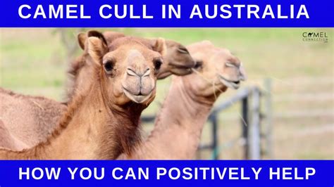camel cull in australia how you can positively help youtube