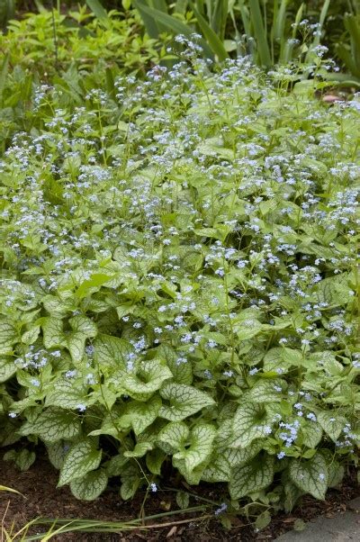 Brunnera Jack Frost Siberian Bugloss