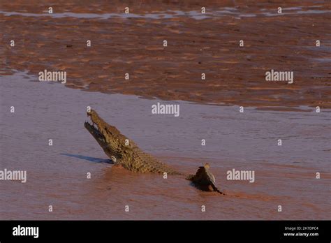 Nilkrokodil Nile Crocodile Crocodylus Niloticus Buffalo Springs