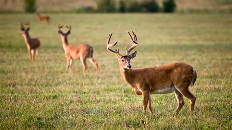 Arkansas Hunter Dead After Deer He Shot Apparently Gets Up Attacks Him