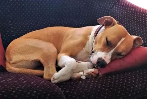 What Your Dogs Sleeping Position Says About Their Personality And