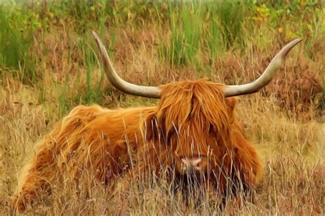 Oder suchen sie nach highland. Gerollt, geschmort, gegessen: Rouladen vom Rind, vom ...