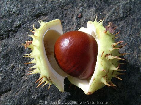 Kastanie f (genitive kastanie, plural kastanien). Kastanie in Stachelschale Foto Aesculus Hippocastanum ...