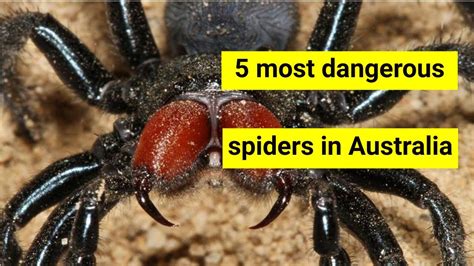 5 Most Dangerous Spiders In Australia Youtube