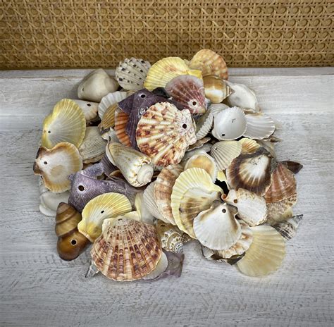 Mixed Medium Shells With Hole Drilled Buy Shells Online Shell Paradise