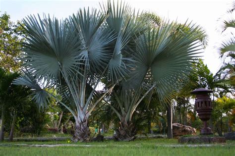 Top 6 Popular Types Of Palm Trees In Florida • Beautiful Boundaries