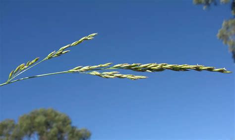 Festuca Arundinacea Fawn Grassherbaceous Plantsweb Page