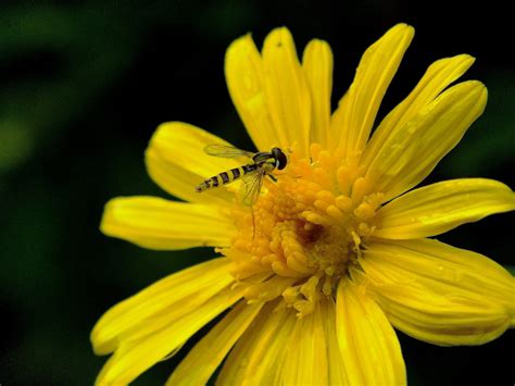 Free Images Nature Flower Petal Pollen Botany Yellow Flora