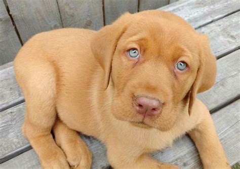 Red Lab Puppies, Lab Puppy, Cute Puppies, Cute Dogs, Funny Dogs