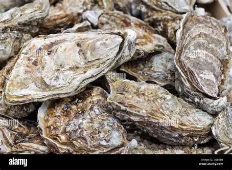 Unopened Oyster Shell Hi Res Stock Photography And Images Alamy