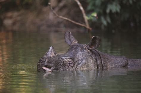 Wwfs Two Part Plan To Save The Javan Rhino Magazine Articles Wwf