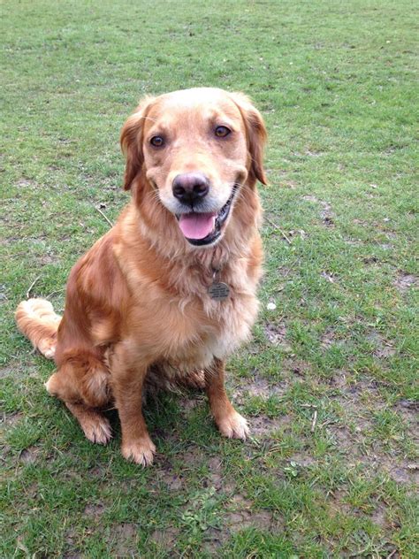 Golden retriever puppies are adorable, playful and smart. Female Pedigree Golden Retriever puppy for sale | Romsey ...