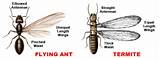 Termite Flying Ant Identification