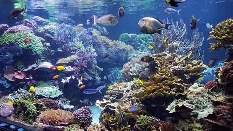 Aquarium Live Wallpaper For Pc Sim Aquarium Virtual Aquarium