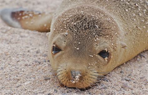 Galapagos Sea Lions Baby Portrait Some Have Said Baby Ani Flickr