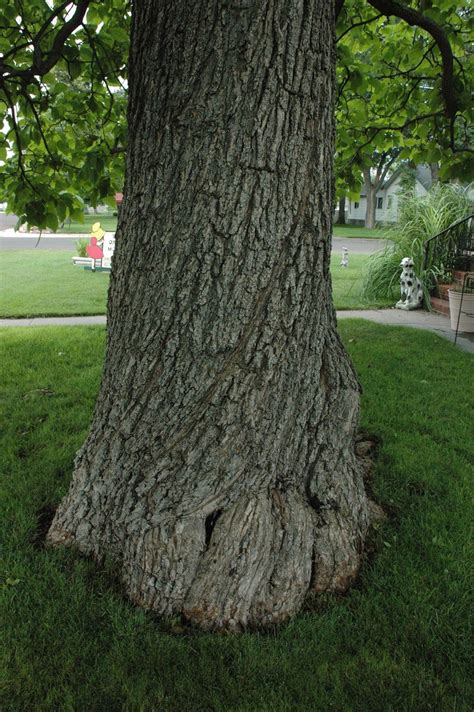 Tree Trunk Agrotendenciatv
