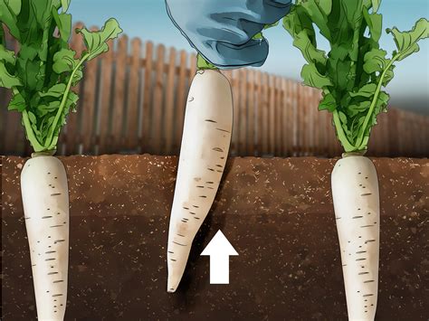 Oct 22, 2020 · plant radish seeds four to six weeks before the last frost or four to six weeks before the first fall frost. How to Grow Daikon: 12 Steps (with Pictures) - wikiHow