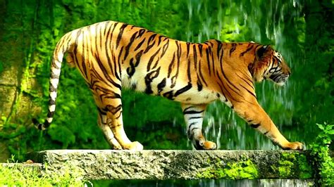 Wildlife Best Video Animals Video Animals Compilation Forest Animals