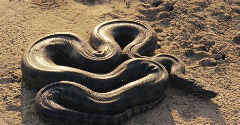 The Facts About Anaconda Snake About Your Pet