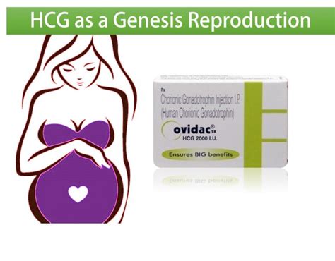Hcg As A Genesis Reproduction