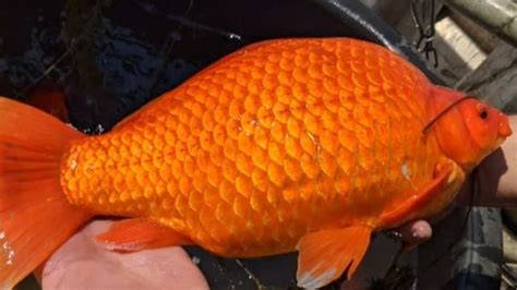 Pet Owners Warned As Giant Goldfish Threaten Lake Pet Tips And Tricks