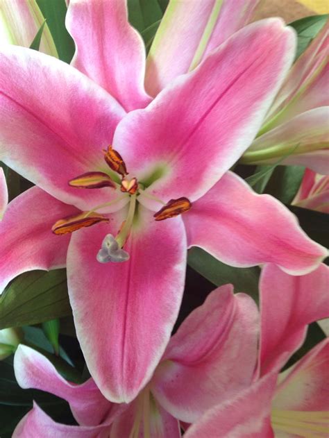 Pink Lilies Botanical Art Pink Lily Flowers