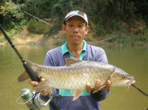 One fish, two fish, red fish, blue fish! Pancing - Malaysia freshwater fishing - YouTube