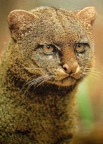 Weird Animals On Twitter The Jaguarundi Is A Small Sized Wild Cat