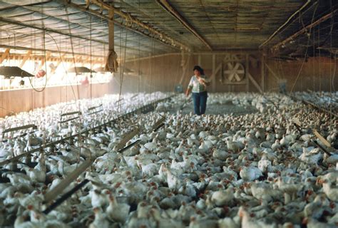Four Major Reasons You Should Start Your Own Poultry Farm Business
