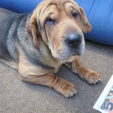 But the shar pei may be more stubborn than the labrador. Ba-Shar puppy :) Basset Hound and Shar Pei mix! | For My Future Home | Hound puppies, Puppy mix ...